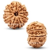10 Mukhi Rudraksha Beads | Dus Mukhi, Ten Faced Original Energised beads
