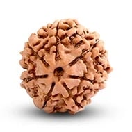 7 Mukhi Rudraksha Bead | Seven faced original energised Rudraksha Bead | Saat Mukhi