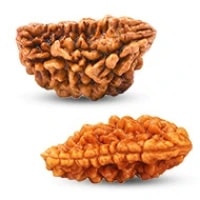 1 face (Ek) Mukhi Half Moon Small