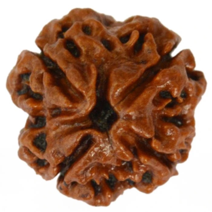 4 MUKHA RUDRAKSHI