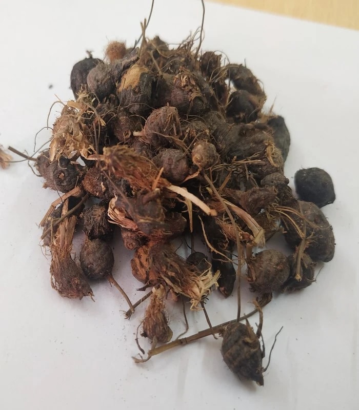 Purple Nut Sedge / Nut Grass Dried (raw) / Korai Kilangu (TUNGA GADDE , JEKINA HULLU)