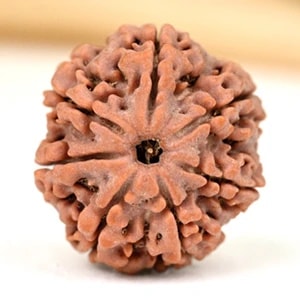 7 MUKHA RUDRAKSHI