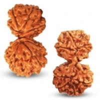 Gauri Shankar Rudraksha Bead | Shiva Parvati Bead