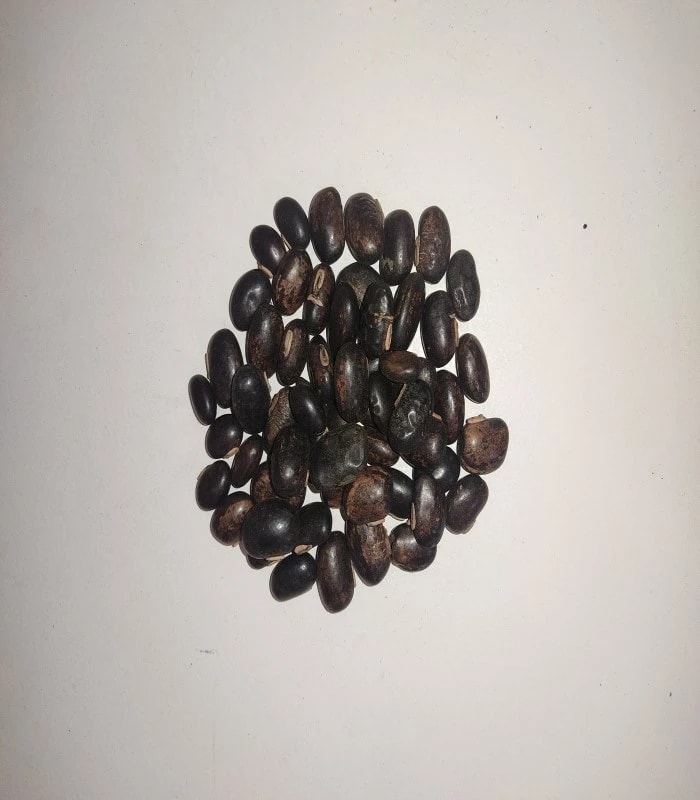 Velvet Bean Dried Seed (raw) / Poonaikali (BEAN BEEJAGALU)