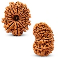 13 Mukhi Rudraksha Bead /Thirteen Mukhi Rudraksha Spiritual bead