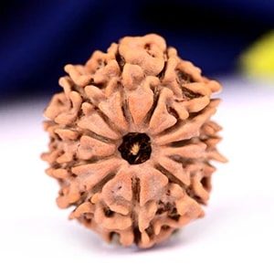 11 Mukhi Rudraksha Bead | Original and Energised Eleven Mukhi Rudraksha, 11 Faced Bead Benefits