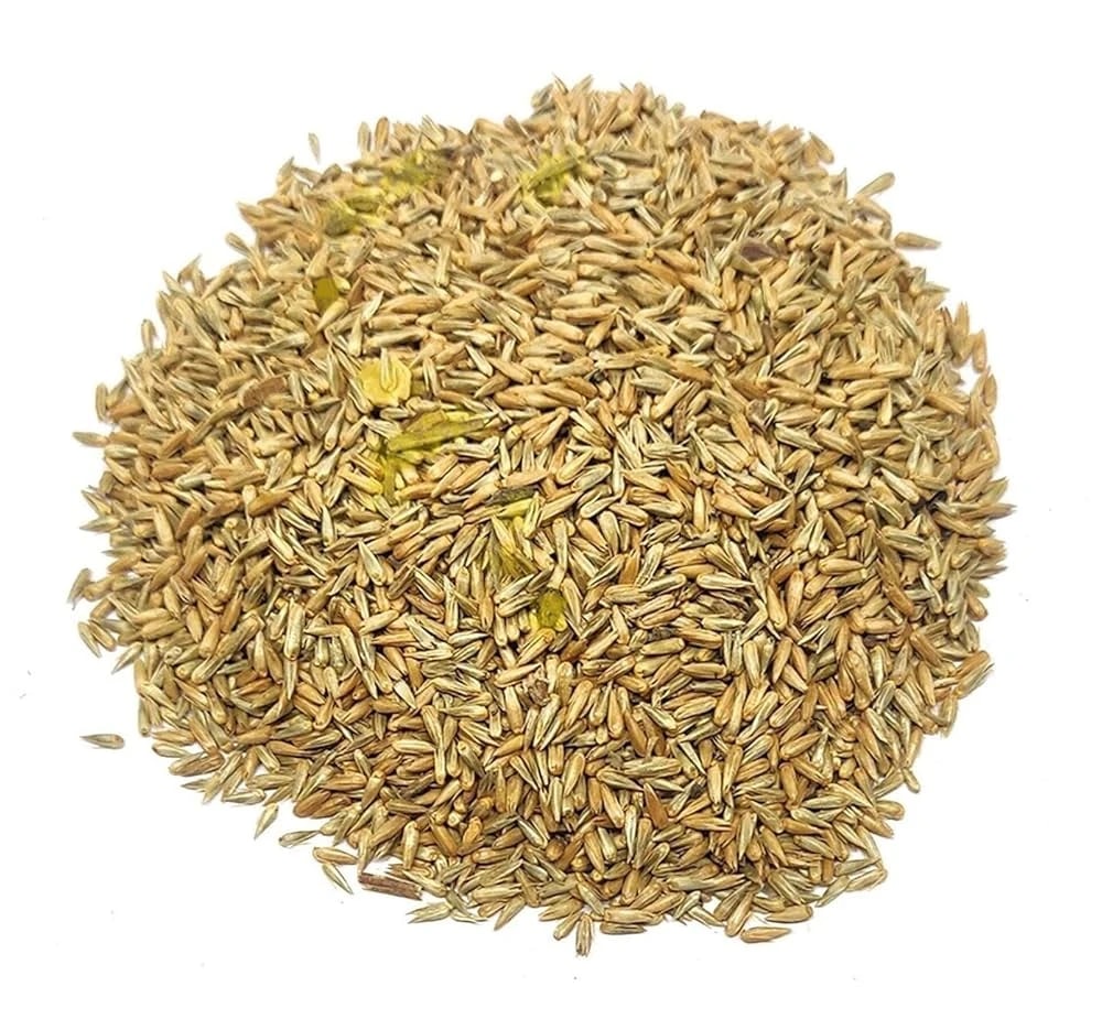 Apamarg (Seeds) - Prickly Chaff Seeds - Latjeera Beej - Uttareni Seeds - Apoot Kanta - Chirchita - Achyranthes Aspera UTTARANI