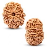 9 Mukhi Rudraksha Bead | 9 Faced Nepal Rudraksha Bead Original and Energised Nau Mukhi