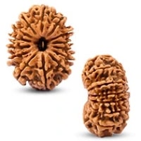 14 Mukhi Rudraksha Bead/ 14 Faced Rudraksha Bead Spiritual Pure Natural Energised Rudraksha Bead