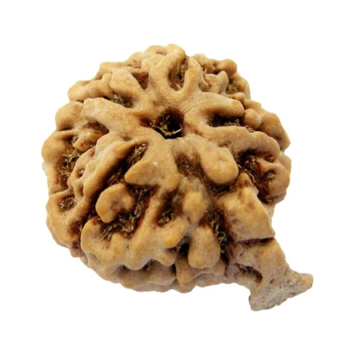 Ganesh Rudraksha Bead | Energised Natural Spiritual Ganesha Rudraksha Bead