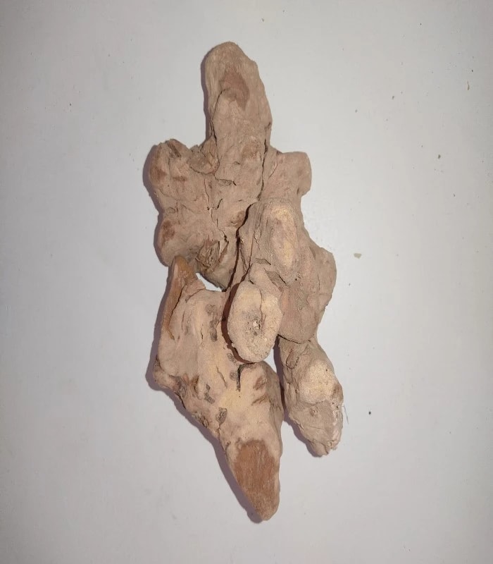 China Root (raw) / Parangi Pattai (KAADU HAMBU)