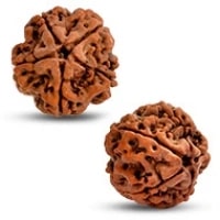 5 Mukhi Rudraksha Bead, Original and Pure 5 Faced Nepal Bead Paanch Mukhi