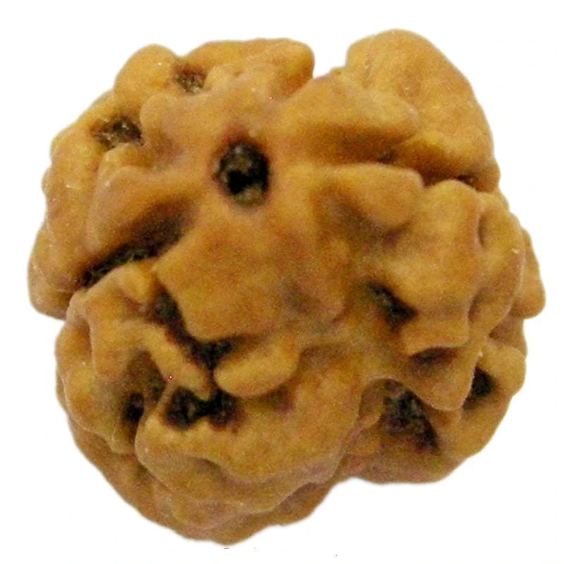 2 MUKHA RUDRAKSHI