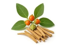 Winter Cherry Dried (raw) / Ashwagandha (ONAGIDHA ASHWAGANDHA)