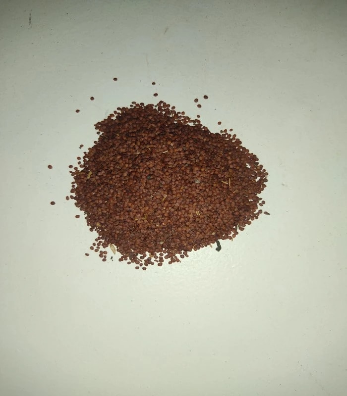 Marsh Barbel Dried Seed (raw) / Neermulli Seed (KOKILA KSHAMU)