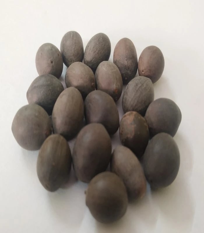 Lotus Seeds ( Raw) / Thamarai Vithai (KAMAL BEEJAGALU)