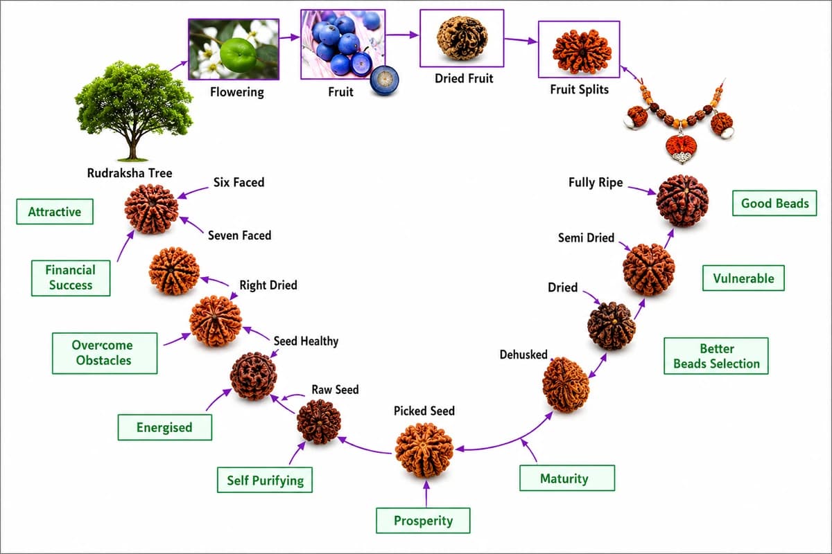 Rudraksha Beads