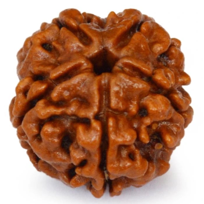 5 MUKHA RUDRAKSHI