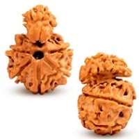 Savar Rudraksha Bead Natural and Energised Savar Naag Rudraksha Bead
