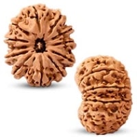 12 Mukhi Rudraksha Bead | Barah Mukhi,Twelve Faced Energised Natural Rudraksha Bead